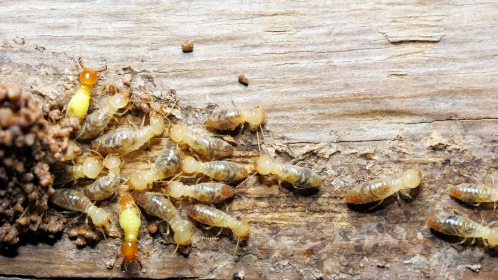 Why Termites Appear in Homes: Biological and Environmental Triggers