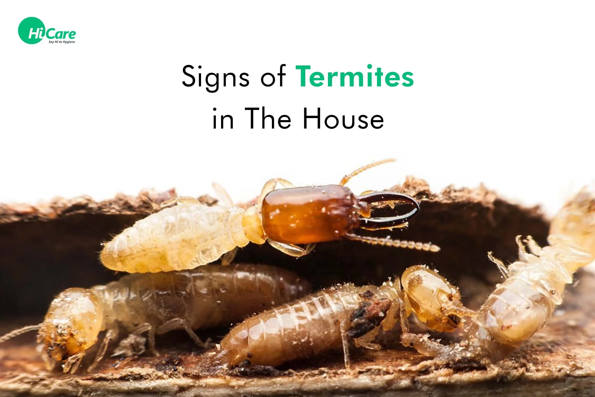 Why Termites Appear in Homes