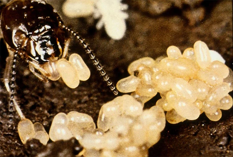 Why Termites Lay Eggs in Certain Areas