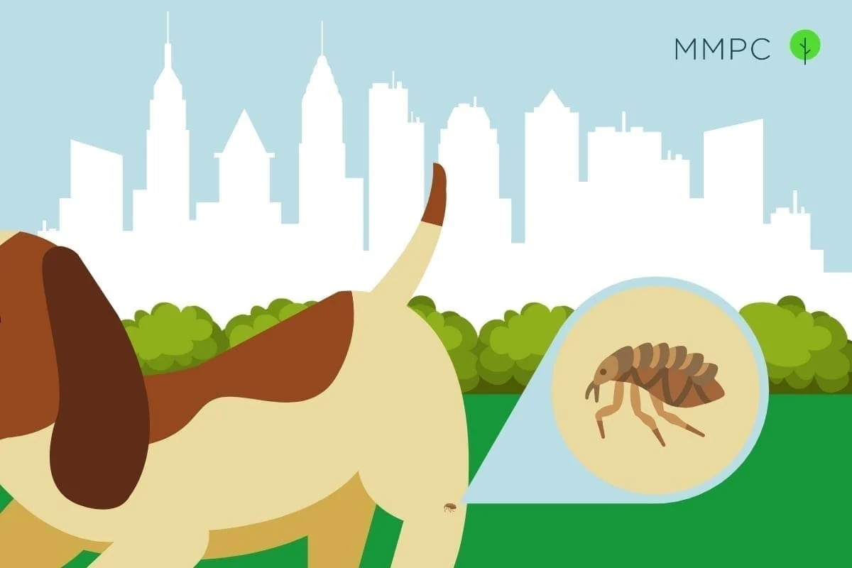 Why the 2025 NYC Pest Control Guide Fleas Highlights This Year’s Surge
