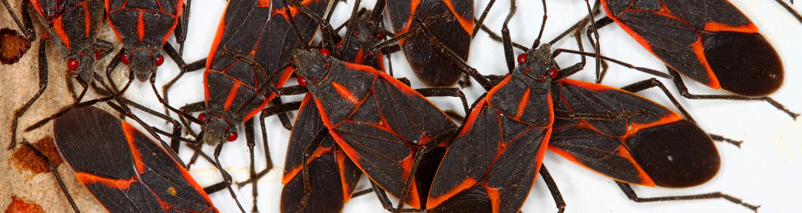 Why These Pests Appear in Palm Beach County Homes