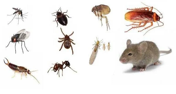 Why This Pest Appears in Atlanta Homes