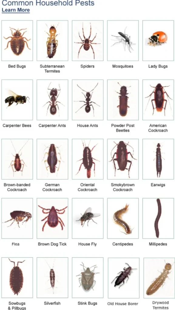 Why This Pest Appears in Berkeley Lake Homes