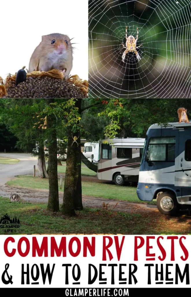 Why This Pest Appears in Campers