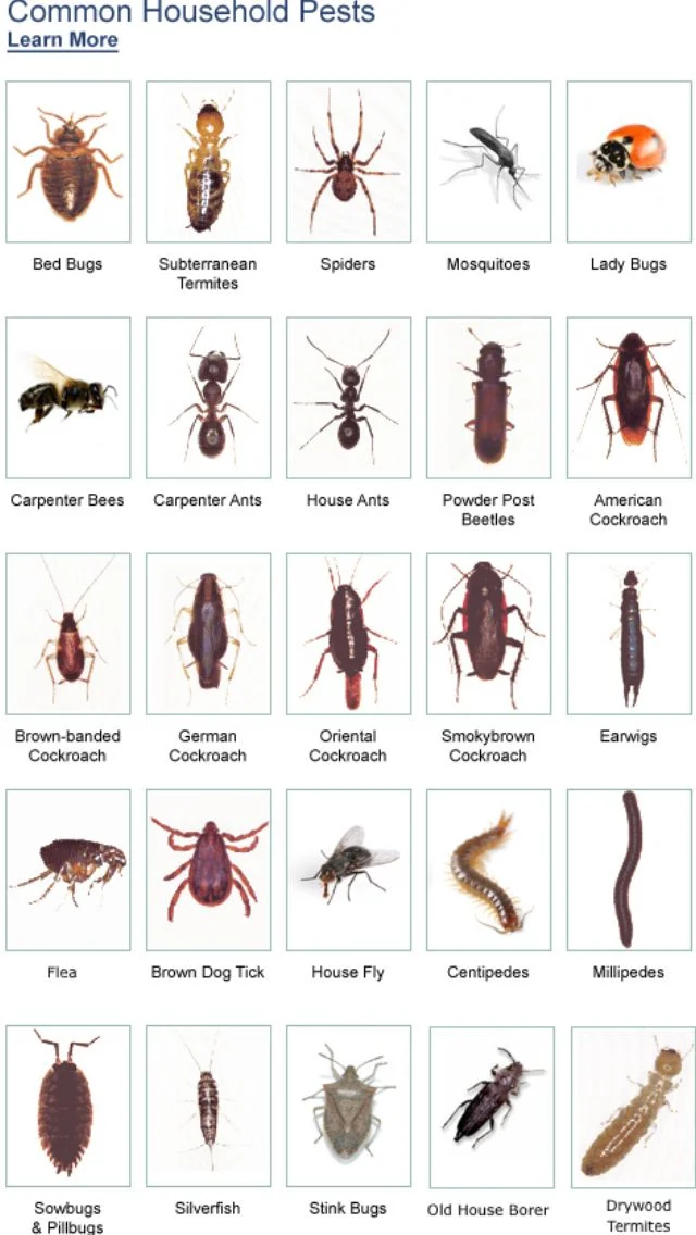 Why This Pest Appears in Carrollwood Homes