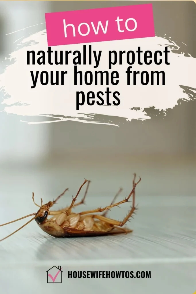 Why This Pest Appears in Homes