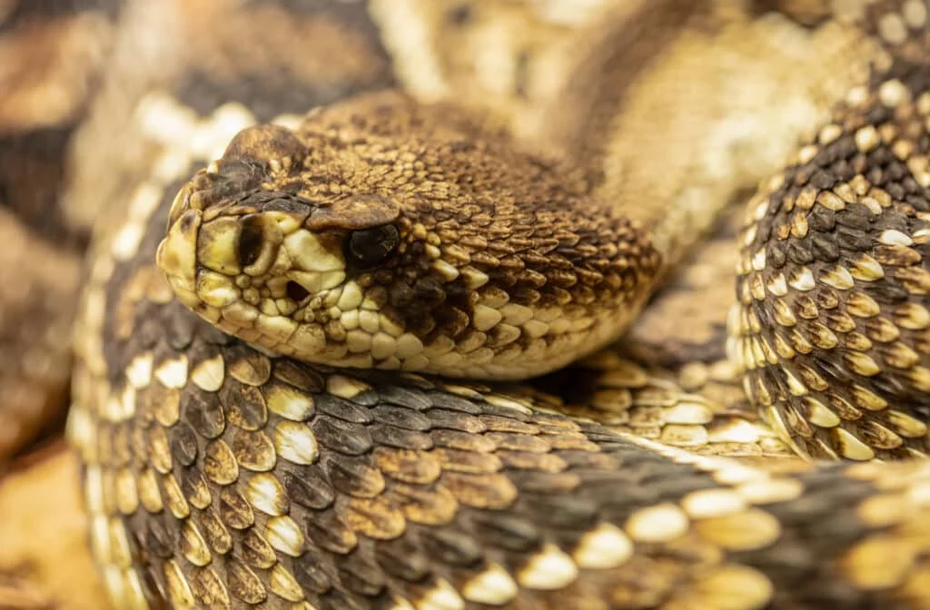 Why This Pest Appears in Homes: all about eastern diamondback rattlesnakes