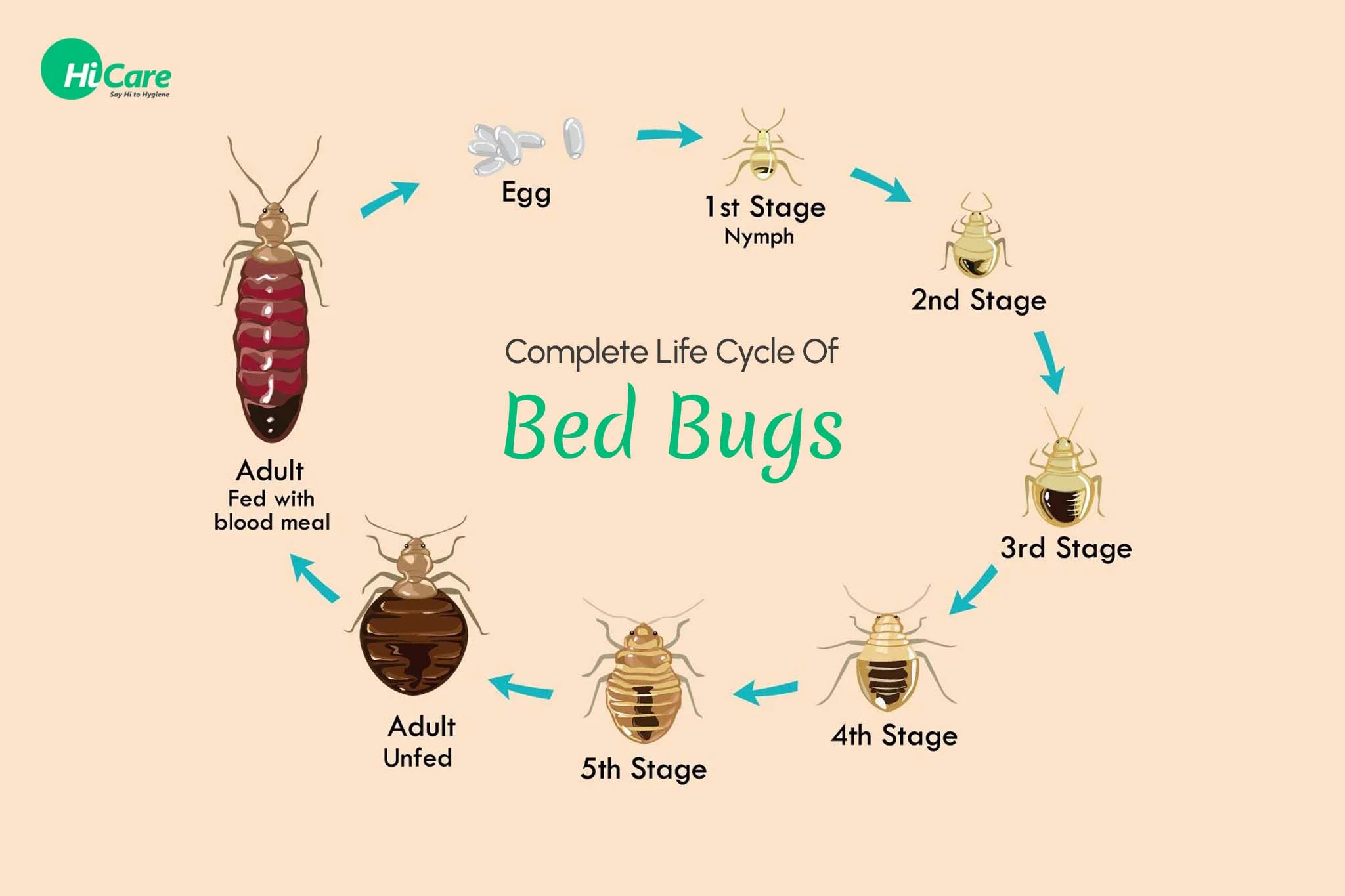 Why This Pest Appears in Homes: The Biology Behind Bed Bugs