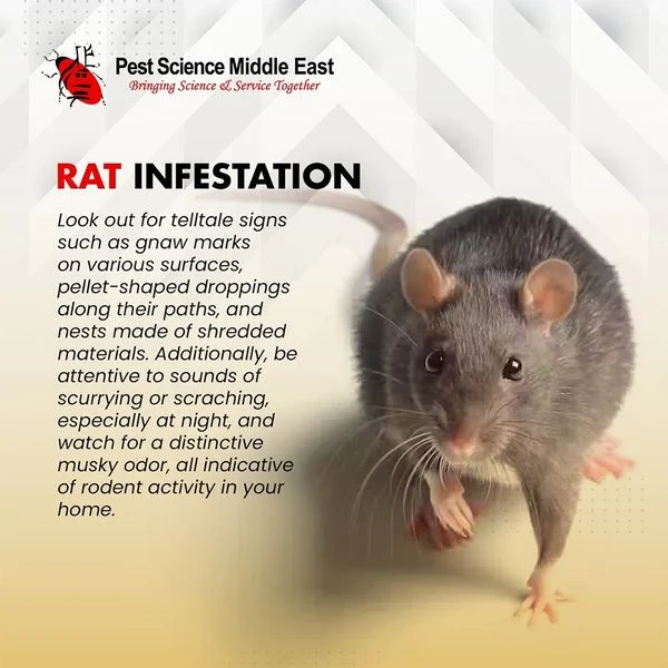 Why This Pest Appears in Homes – The Science Behind Rat Infestations
