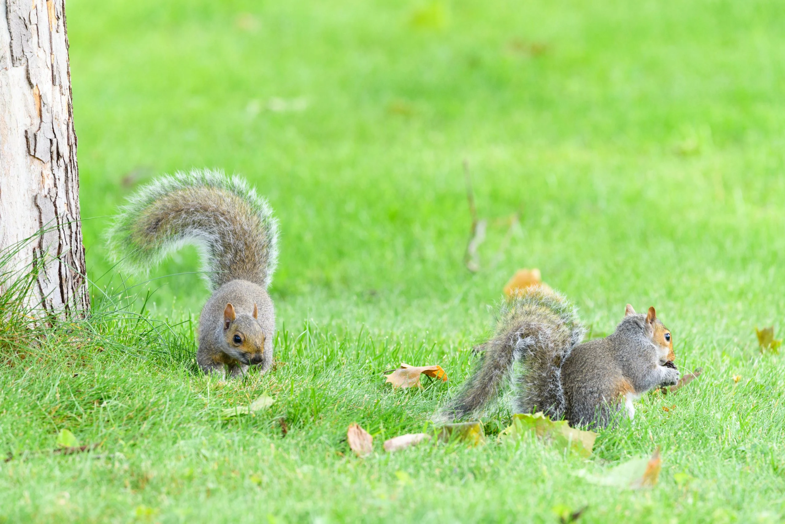 Why This Pest Appears in Homes: The Science Behind Wildlife Removal Safety Harbor