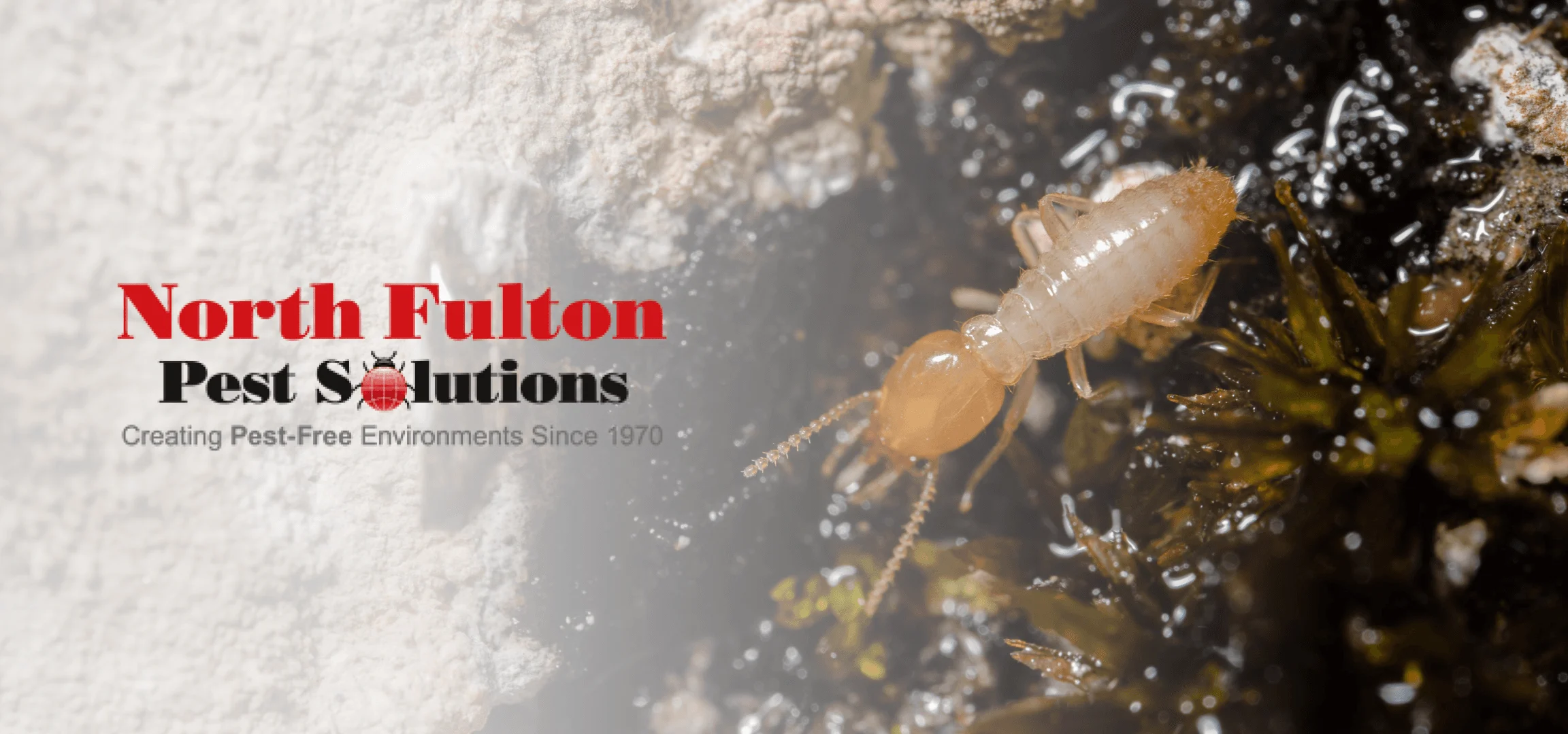 Why This Pest Appears in Homes – Understanding Termite Control Marietta Challenges