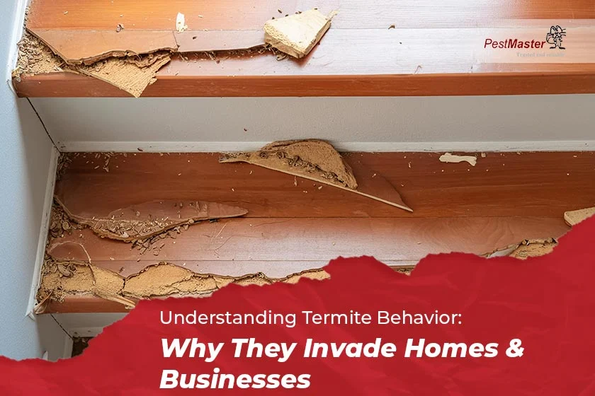 Why This Pest Appears in Homes – Understanding Termite Control Powder Springs Needs