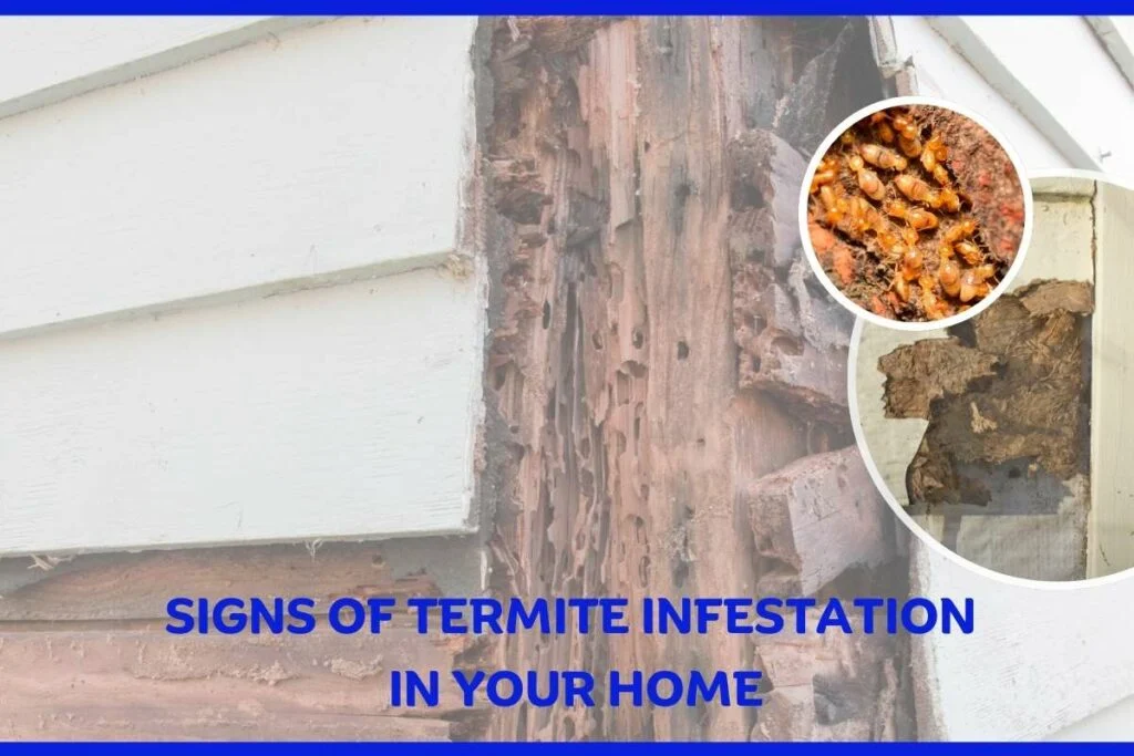 Why This Pest Appears in Homes: Understanding Termite Control Seminole