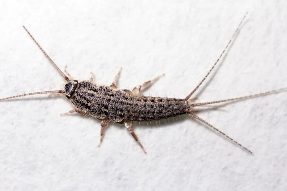 Why This Pest Appears in Homes: What Attracts Silverfish