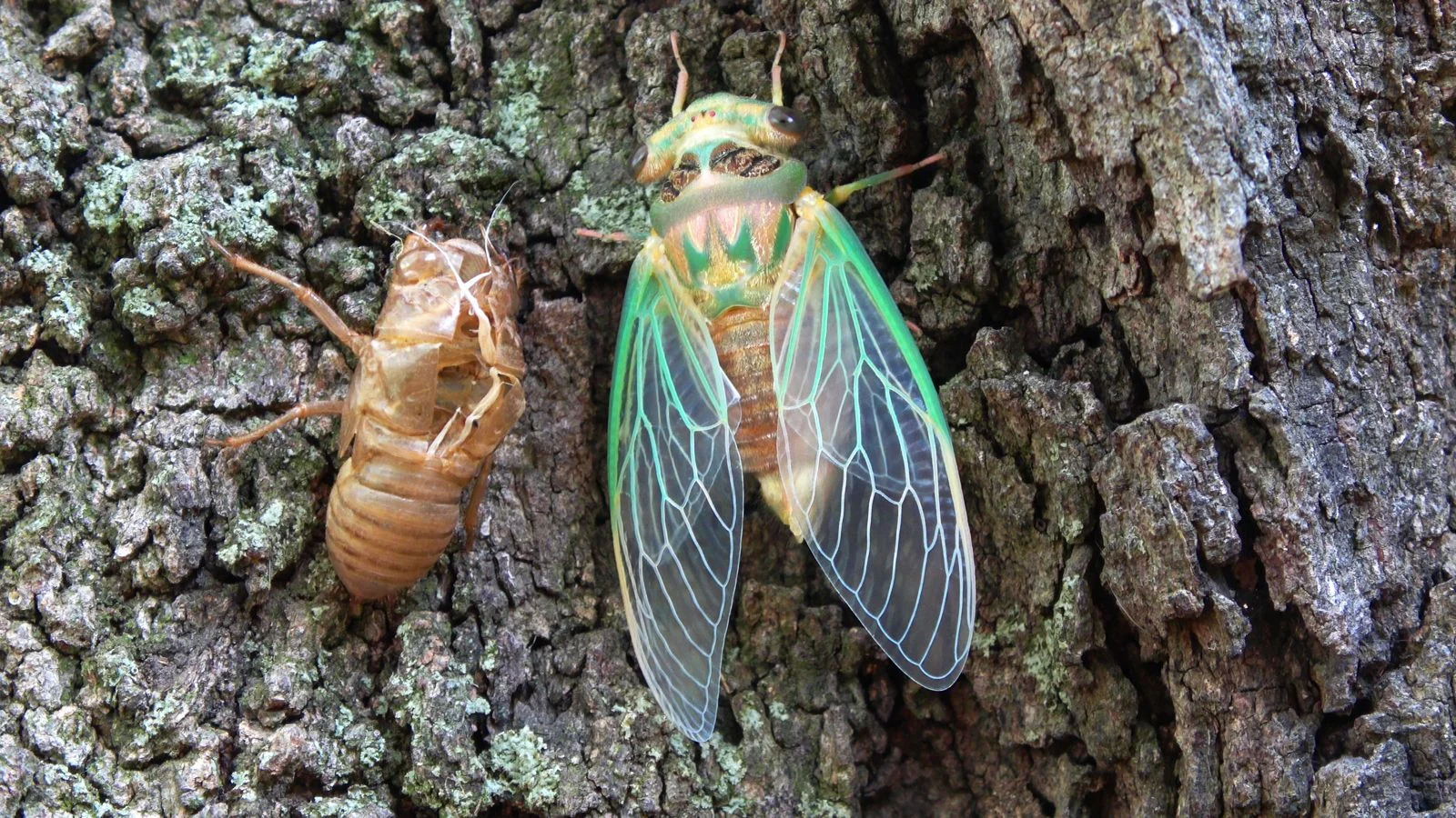 Why This Pest Appears in Homes – what does a cicada shell look like