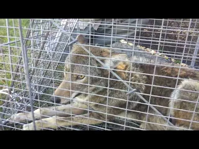 Why This Wildlife Appears in Valrico Homes
