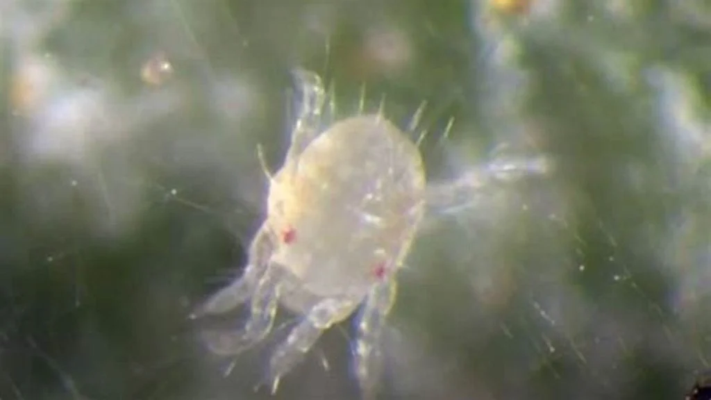 Why Transparent Bug in House Appears in Homes