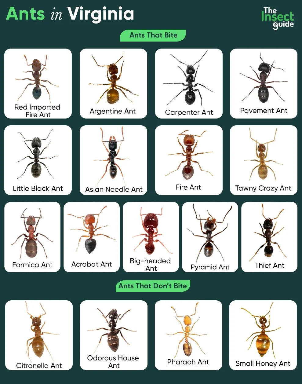 Why Types of Ants in Virginia Appear in Homes
