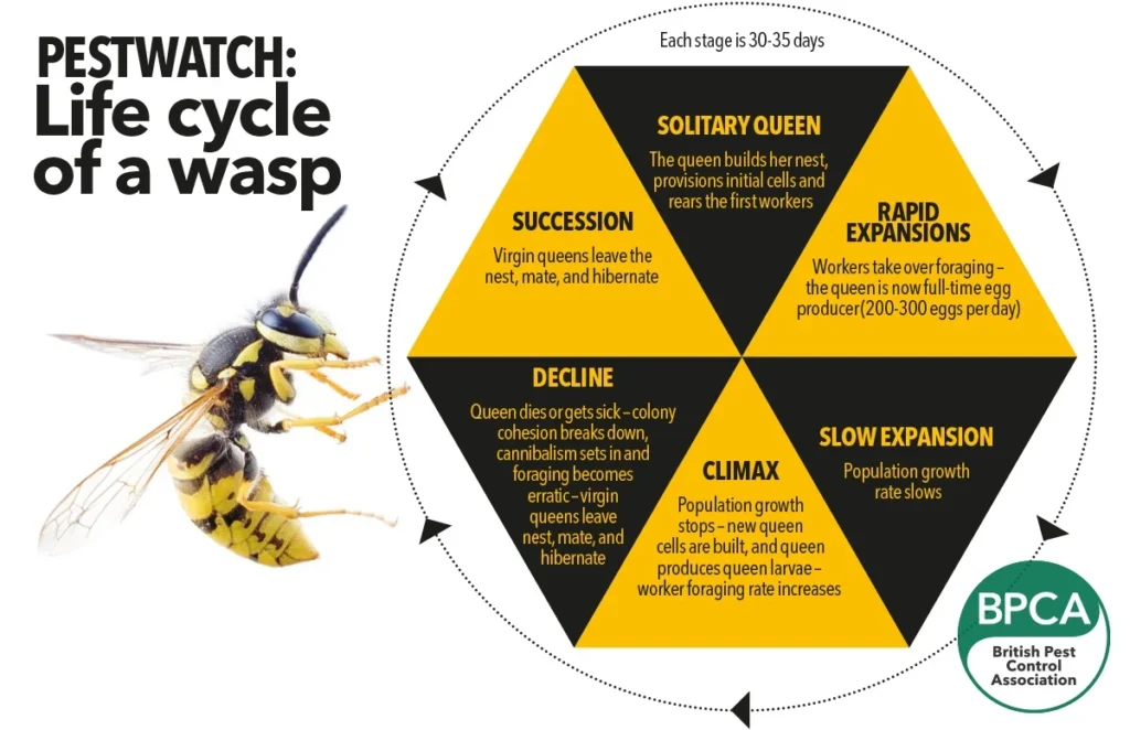 Why Wasps Appear in Homes: The Biological and Environmental Pull
