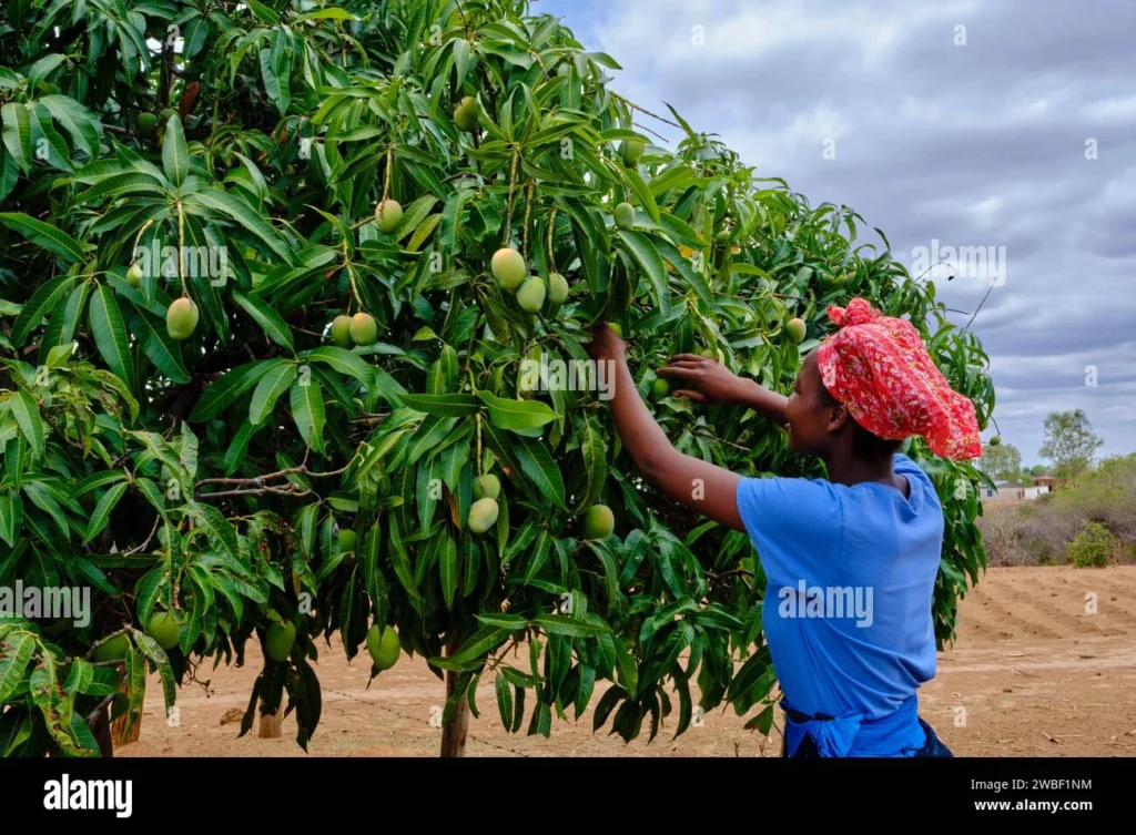 Why Wildlife Appears in Mango Trees