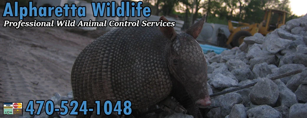 Why Wildlife Removal Alpharetta Is Often Needed