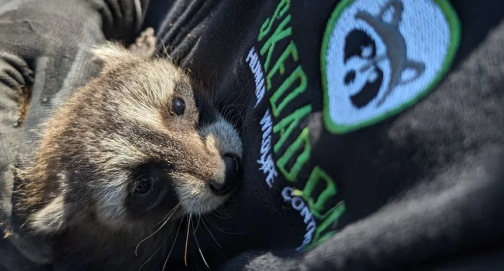 Why Wildlife Removal Atlanta Is Essential for Homeowners