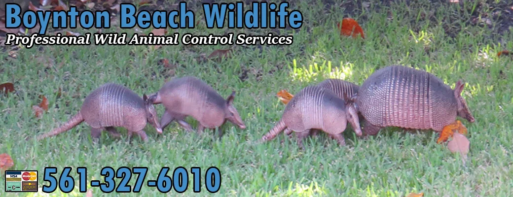 Why wildlife removal boynton beach is essential for homeowners