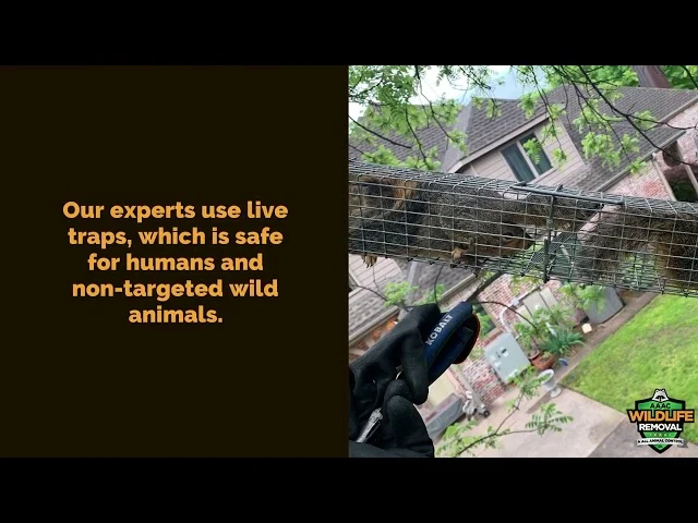 Why Wildlife Removal Carrollwood Is Often Needed