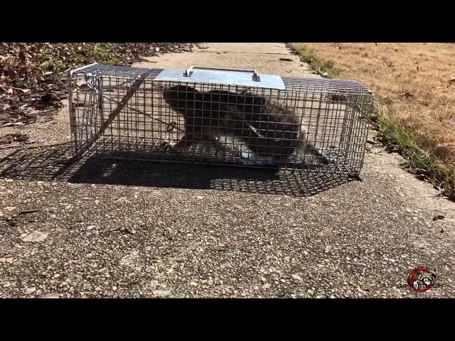 Why Wildlife Removal Duluth Is Often Necessary