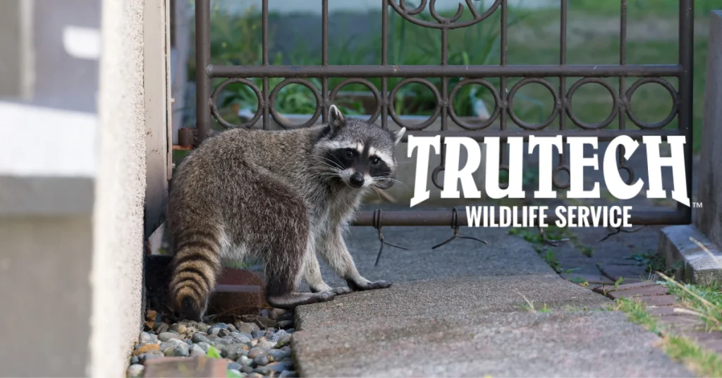 Why wildlife removal gibsonton is essential for home health