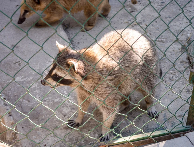 Why Wildlife Removal Holly Springs Is Often Needed