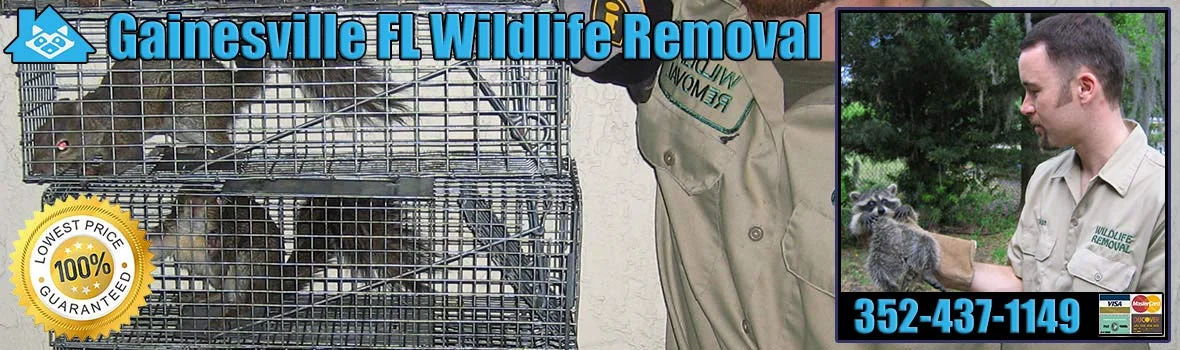 Why Wildlife Removal is Crucial in Gainesville