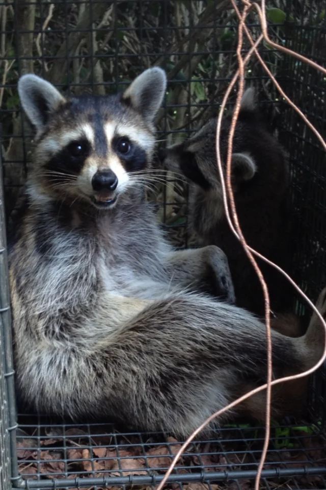 Why Wildlife Removal Johns Creek Is Often Needed