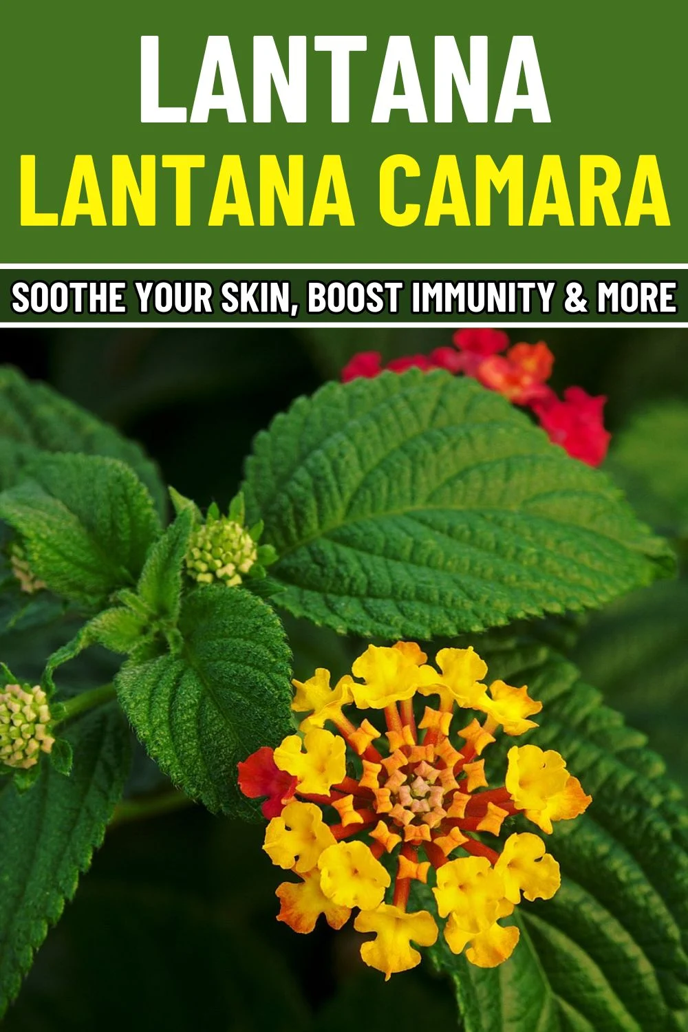 Why wildlife removal lantana is essential for a healthy home