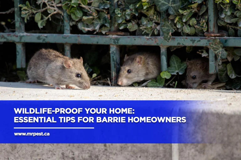 Why Wildlife Removal Norcross Is Essential for Homeowners
