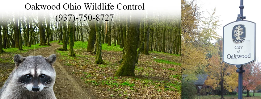 Why wildlife removal oakwood is often necessary