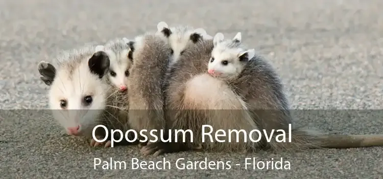 Why Wildlife Removal Palm Beach Gardens Is Often Needed