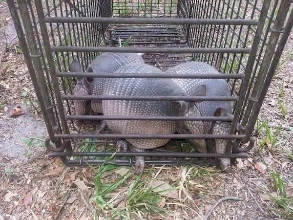 Why Wildlife Removal Palm Harbor Is Often Needed
