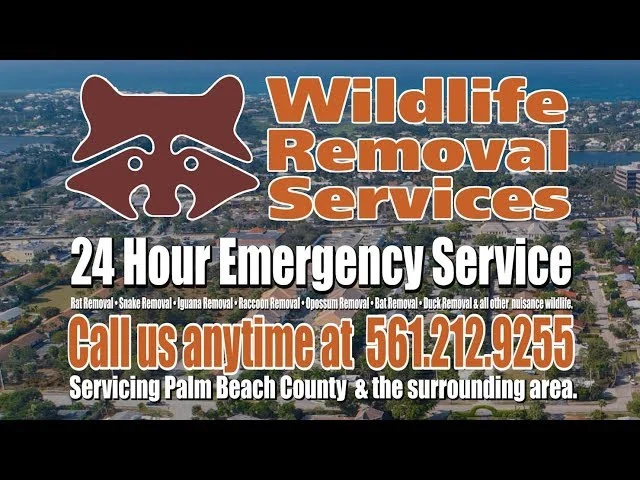 Why wildlife removal Palm River Clair Mel appears in homes