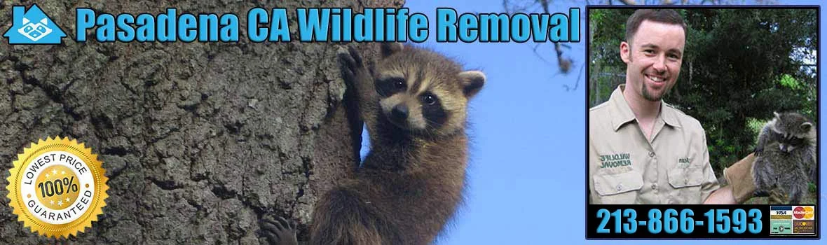 Why Wildlife Removal South Pasadena Is Often Needed