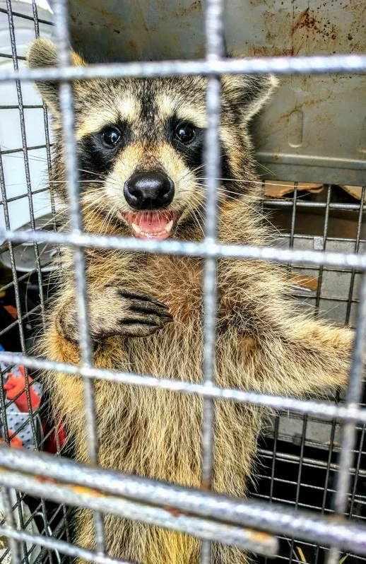 Why Wildlife Removal Wellington Is Often Needed