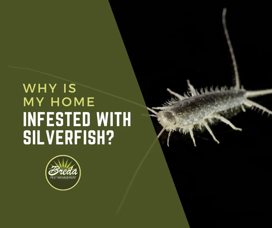 why would silverfish be in my house? Biological and Environmental Causes