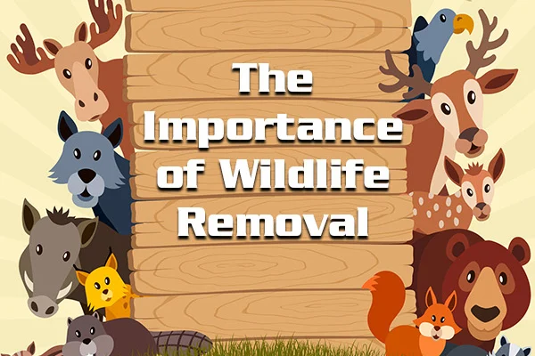 wildlife removal greenacres: Why Animals Choose Your Home