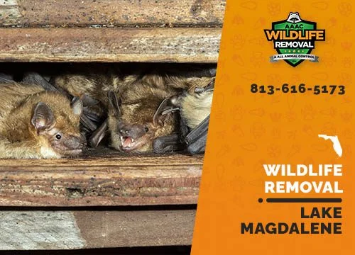 wildlife removal Lake Magdalene – Why This Wildlife Enters Homes