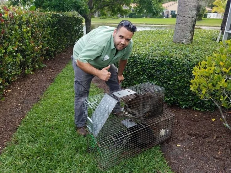 Wildlife Removal Lake Worth: Why Animals Invade Your Property
