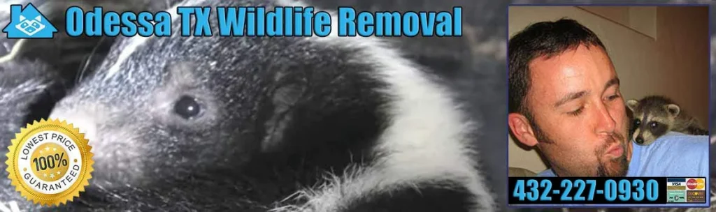 Wildlife Removal Odessa: Why These Animals Invade Your Home