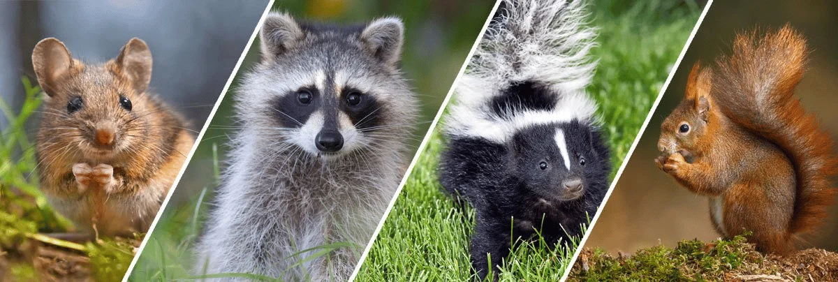 wildlife removal Pahokee: Why These Animals Enter Your Home