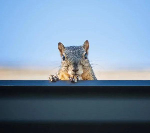Wildlife Removal Riverview: Why These Animals Enter Your Home