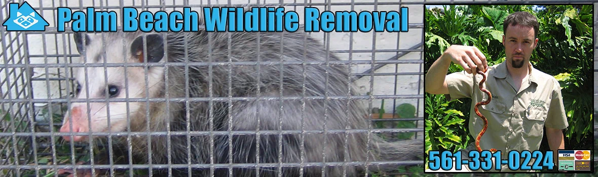 wildlife removal royal palm beach