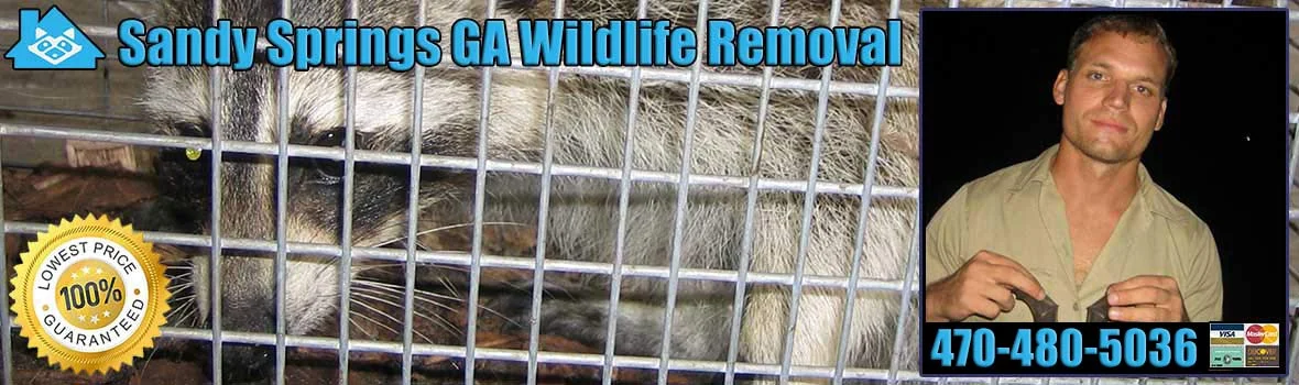 Wildlife Removal Sandy Springs: Why These Animals Seek Your Home